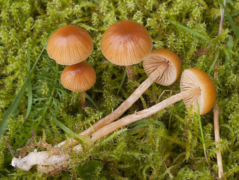 Galerina pumila